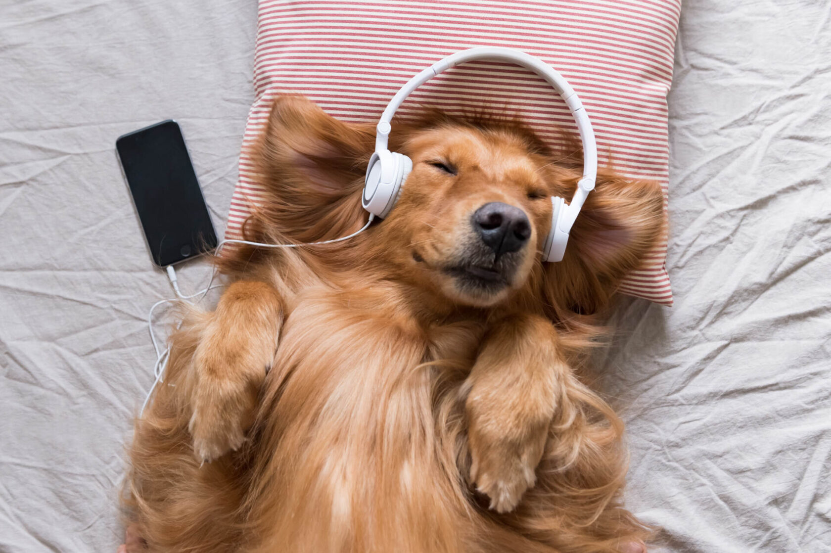 10 Surprising Activities for Teens and Adults Listening to the Safe and  Sound Protocol - amyhaddencoaching.com